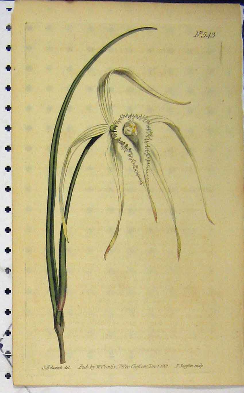 Old Antique Print 1801 Hand Coloured Flower Edwards Curtis Sansom N.543 19th