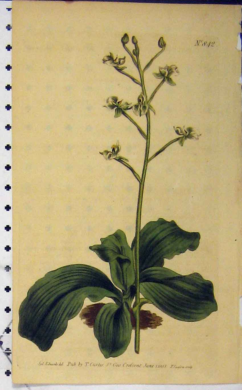 Old Antique Print 1805 Hand Coloured Flower Curtis Sansom Edwards N.842 19th