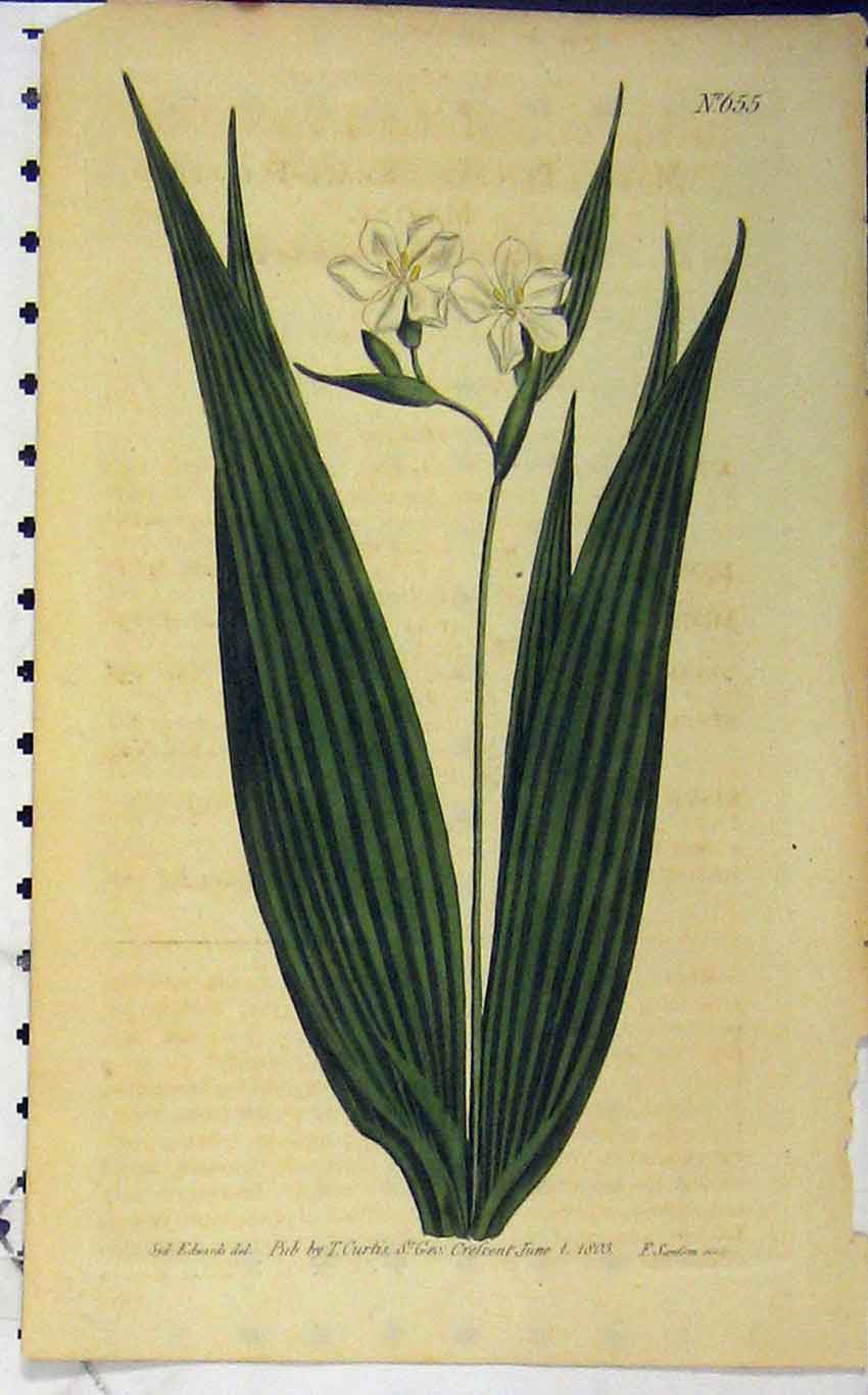 Old Antique Print 1803 Hand Coloured Flower Edwards Curtis Sansom N.655 19th