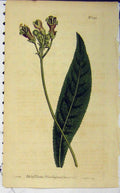 Original Old Antique Print 1807 Hand Coloured Flower Curtis Sansom N.1023 19th