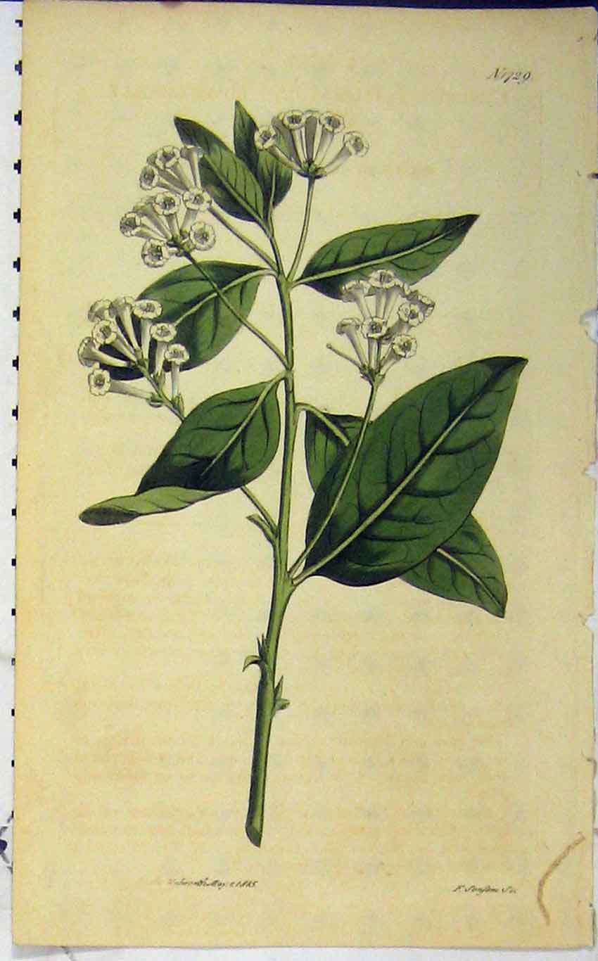Original Old Antique Print 1825 Hand Coloured Flower Curtis N.1729 Sansom 19th