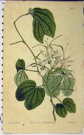 Original Old Antique Print 1815 Hand Coloured Flower Curtis Edwards N.1708 19th