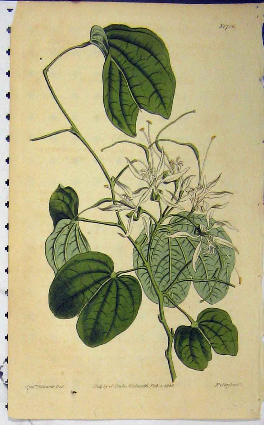 Original Old Antique Print 1815 Hand Coloured Flower Curtis Edwards N.1708 19th