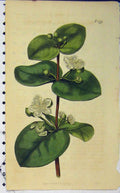 Original Old Antique Print 1805 Hand Coloured Flower Curtis Weddell N.1779 19th