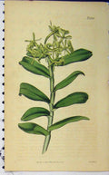 Original Old Antique Print 1818 Hand Coloured Flower Curits Weddell N.2030 19th