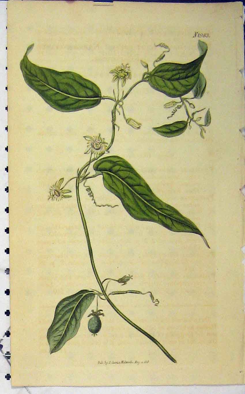 Original Old Antique Print 1818 Hand Coloured Flower Curtis N.1983 Walworth