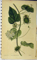 Original Old Antique Print N.2619 Hand Coloured Flower Curtis 1826 Weddell