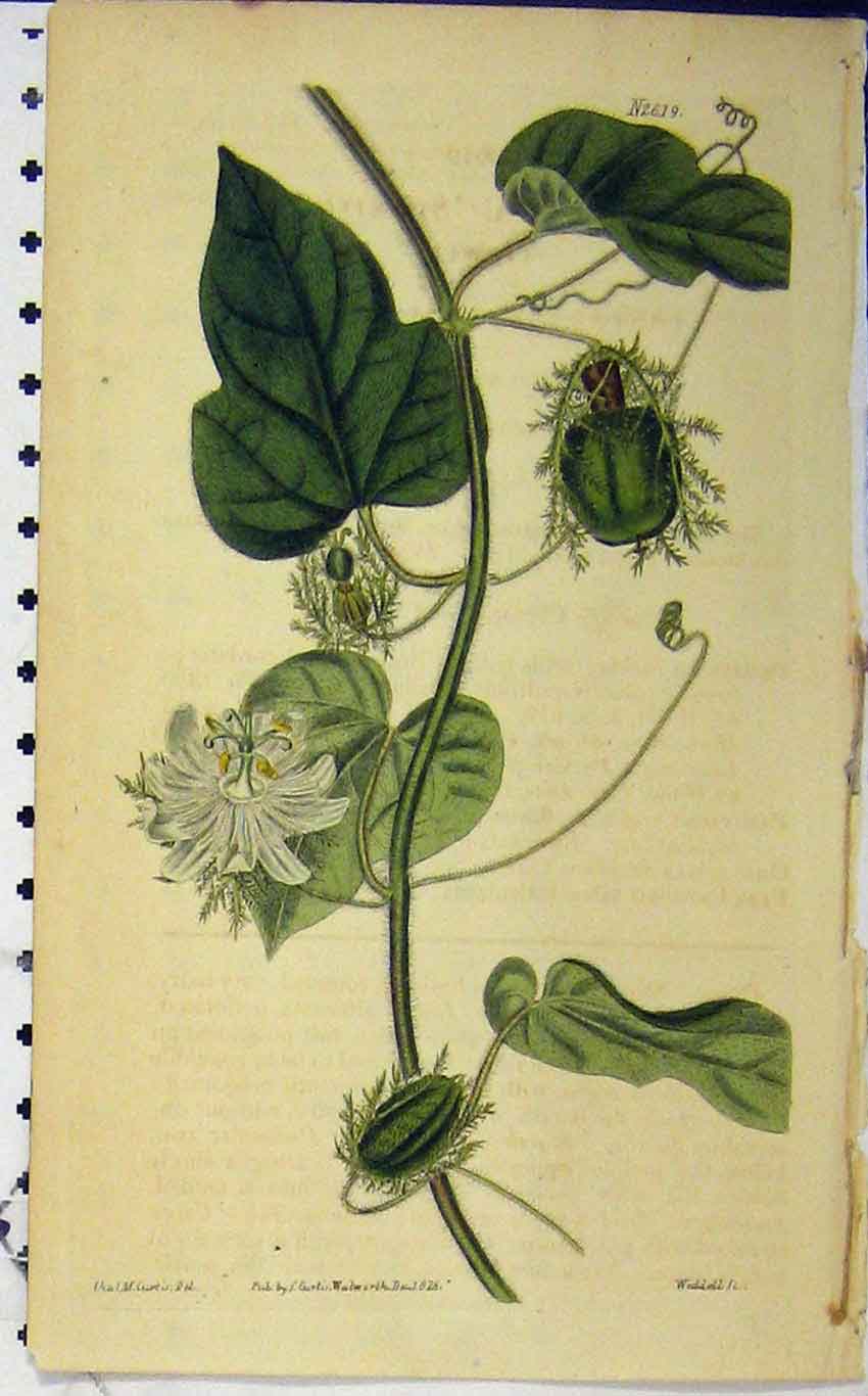 Original Old Antique Print N.2619 Hand Coloured Flower Curtis 1826 Weddell