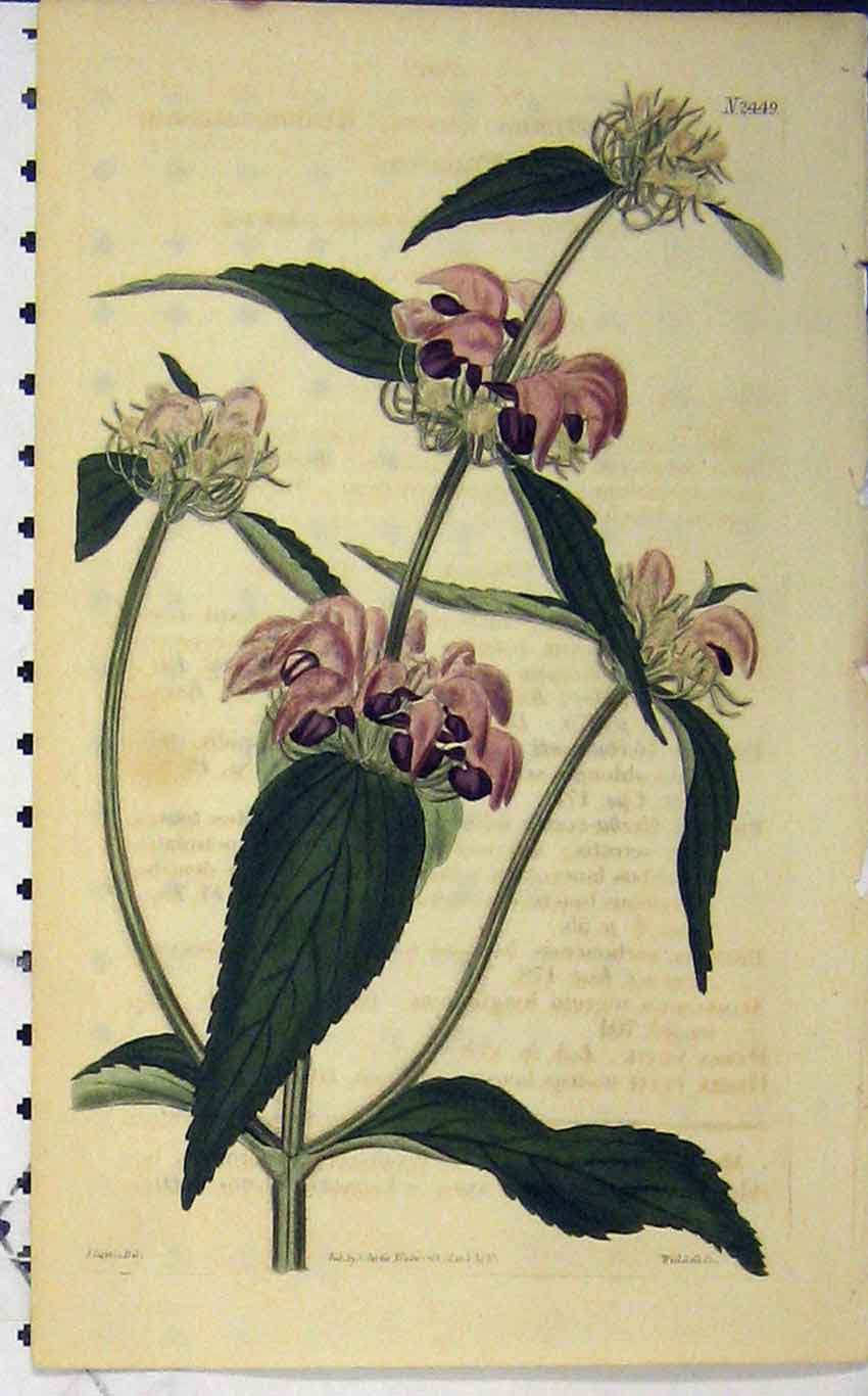 Original Old Antique Print 1823 Hand Coloured Flower Curits Weddell N.2449 19th