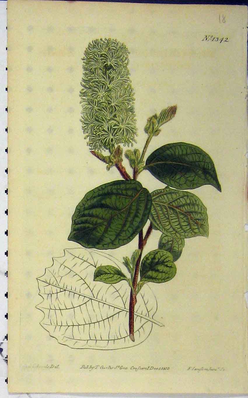 Original Old Antique Print 1810 Hand Coloured Flower Curtis Edwards N.1342 19th
