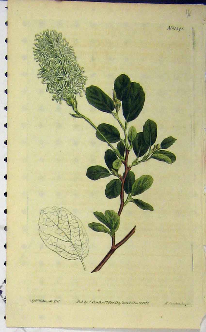 Original Old Antique Print 1810 Hand Coloured Flower Curtis Edwards N.1341 19th