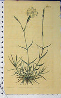 Original Old Antique Print 1809 Hand Coloured Flower Curtis Edward N.1204 19th