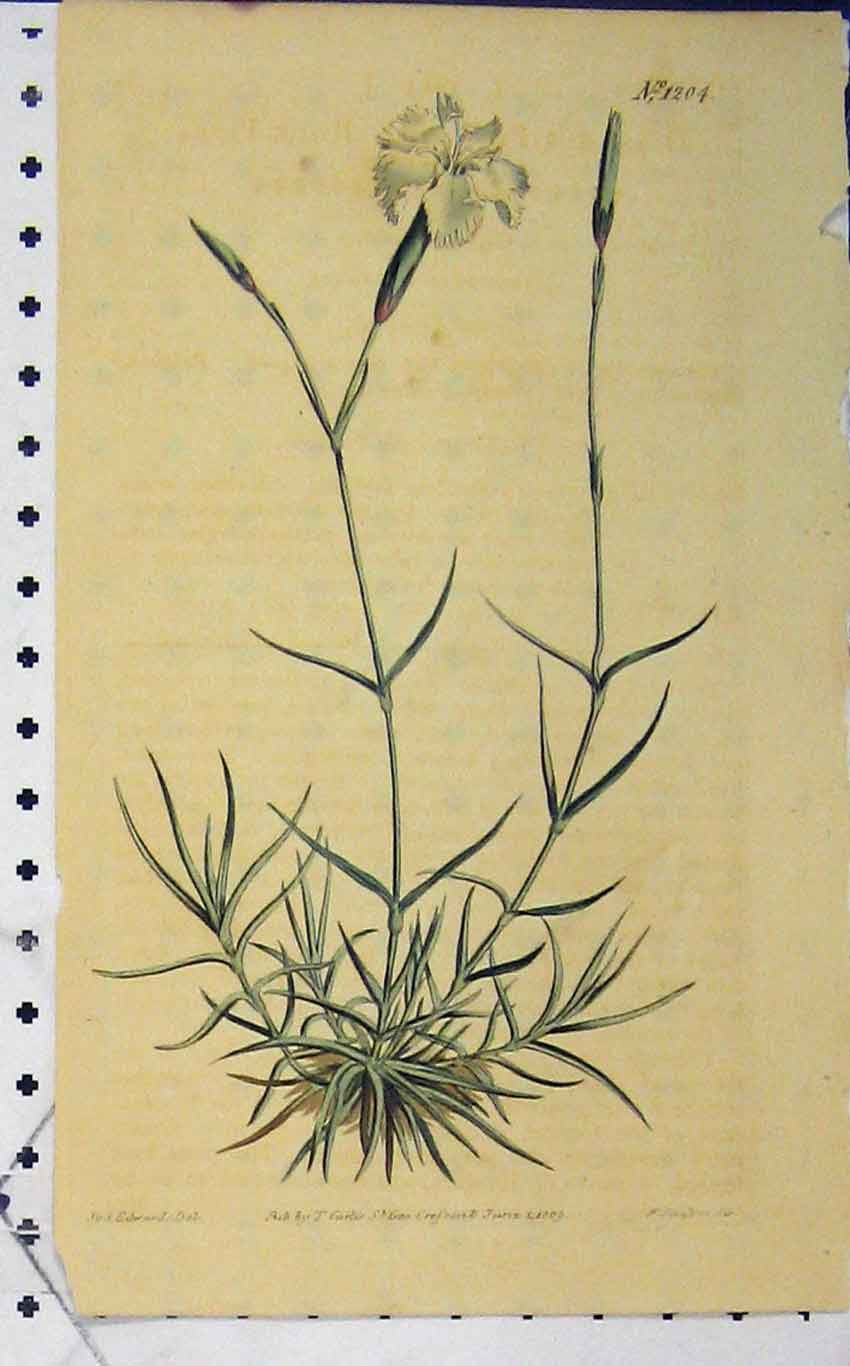 Original Old Antique Print 1809 Hand Coloured Flower Curtis Edward N.1204 19th
