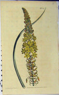 Original Old Antique Print Hand Coloured Flower Curtis 1810 Edward N.1339 19th