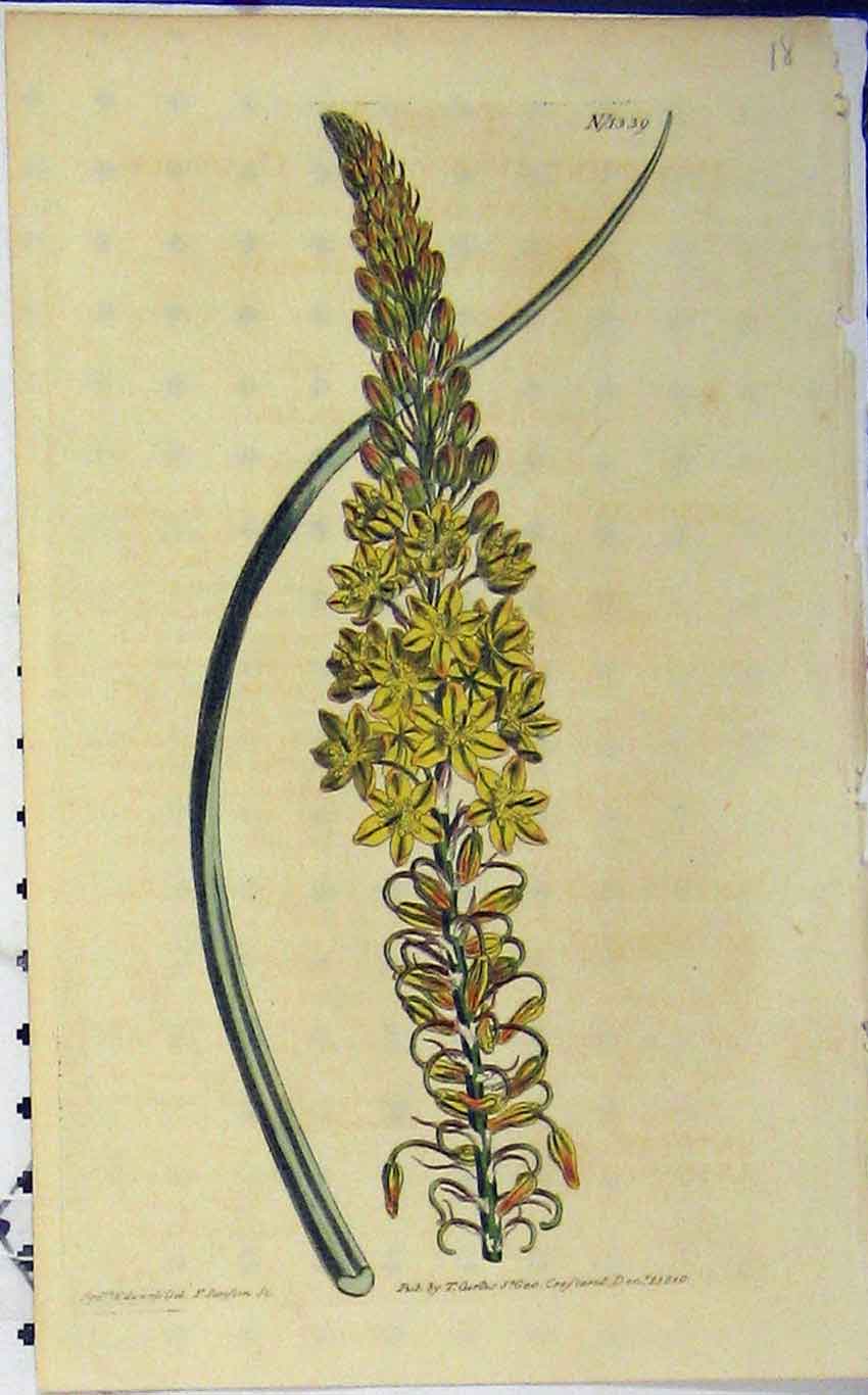 Original Old Antique Print Hand Coloured Flower Curtis 1810 Edward N.1339 19th