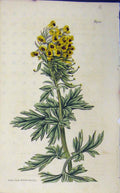 Original Old Vintage Print 1827 Hand Coloured Flower Curtis N.1953 Walworth