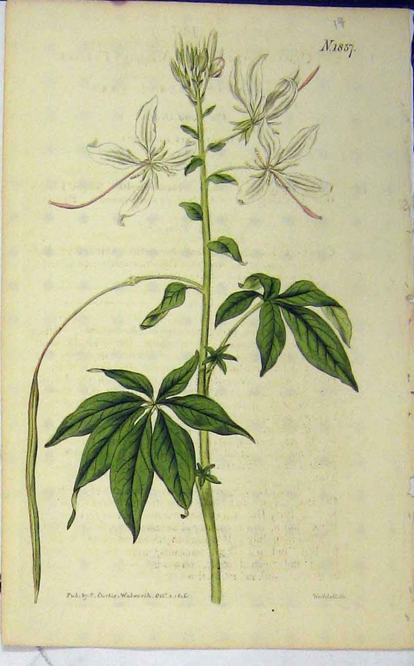 Original Old Antique Print 1816 Hand Coloured Flower Curtis Weddell N.1857 19th