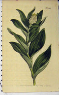 Old Antique Print 1807 Hand Coloured Flower Edwards Curtis Sansom N.1043 19th
