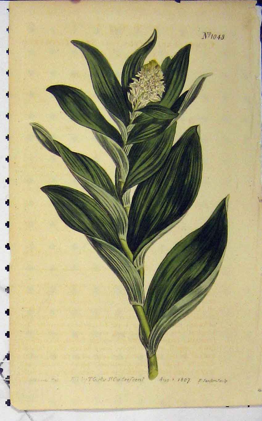 Old Antique Print 1807 Hand Coloured Flower Edwards Curtis Sansom N.1043 19th