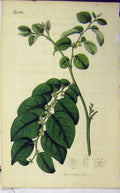Original Old Antique Print 1818 Hand Coloured Flower Curtis Plate 1862 19th