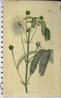 Original Old Antique Print Curtis Hand Coloured Flower 1816 Weddell N.2651 19th