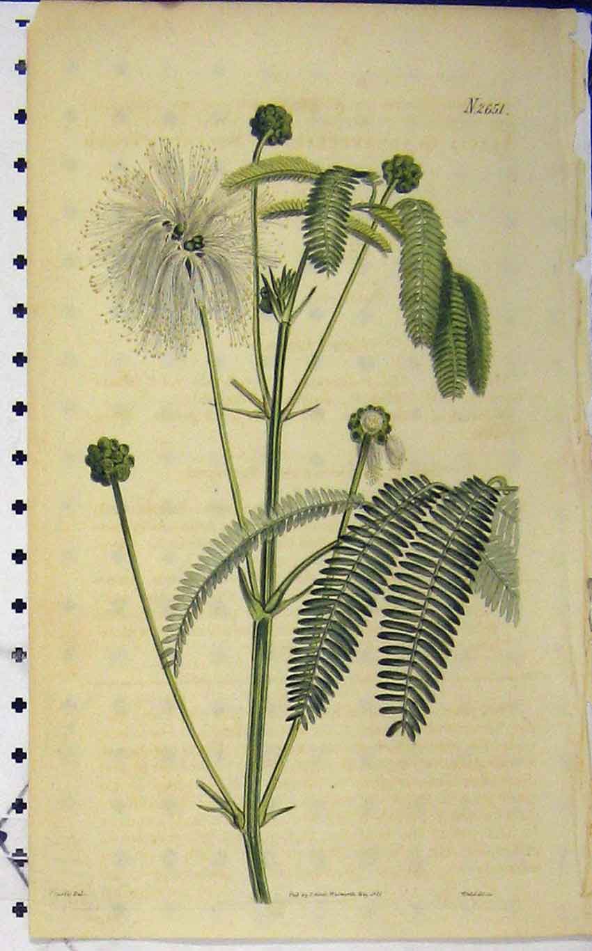 Original Old Antique Print Curtis Hand Coloured Flower 1816 Weddell N.2651 19th
