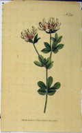 Original Old Antique Print Hand Coloured Flower 1796 Curtis Plate 336 18th