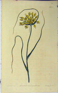 Old Antique Print 1810 Hand Coloured Flower Curtis Edwards Sansom N.1330 19th