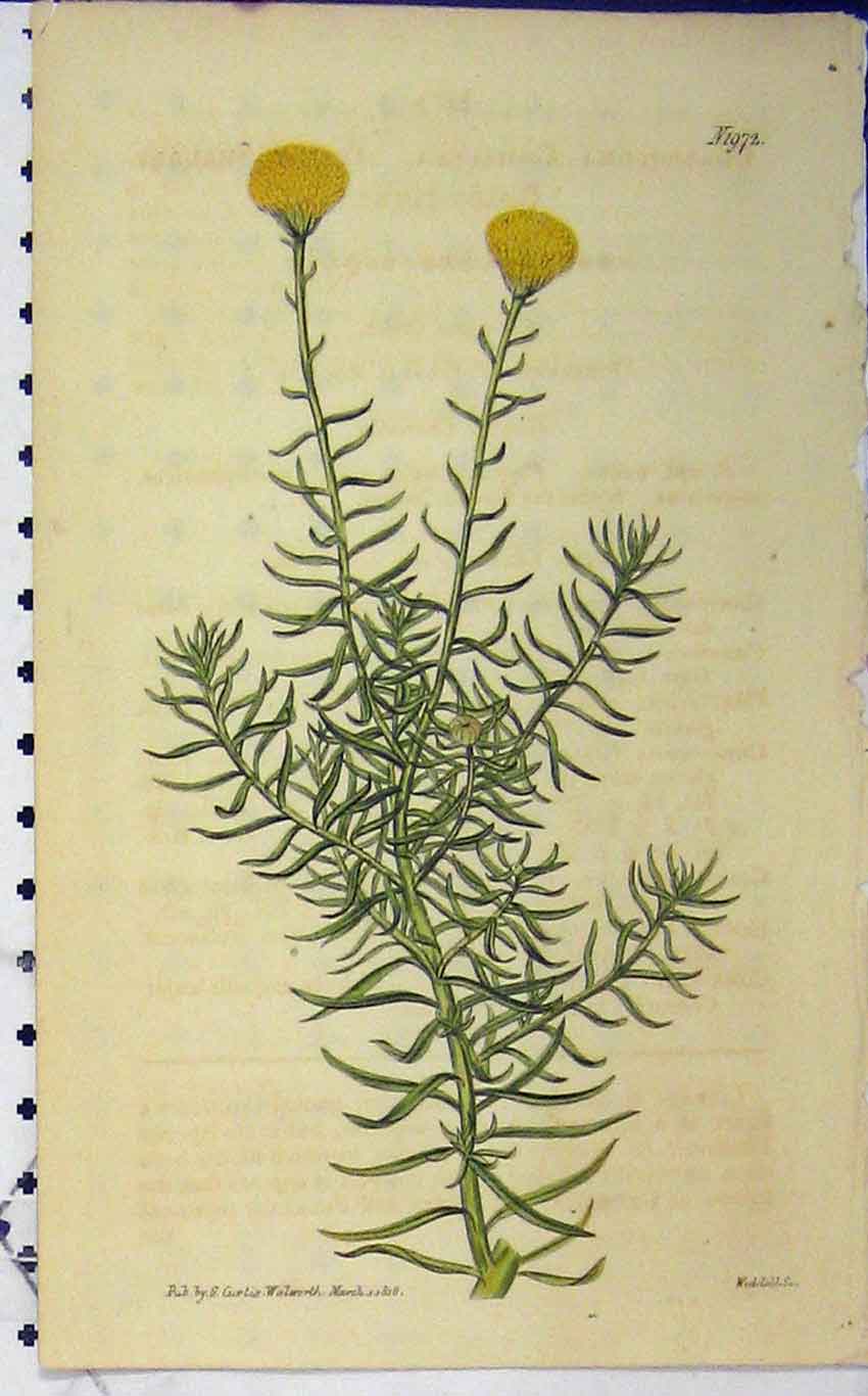 Original Old Vintage Print Hand Coloured Flower 1818 Curtis Weddell Plate 1972