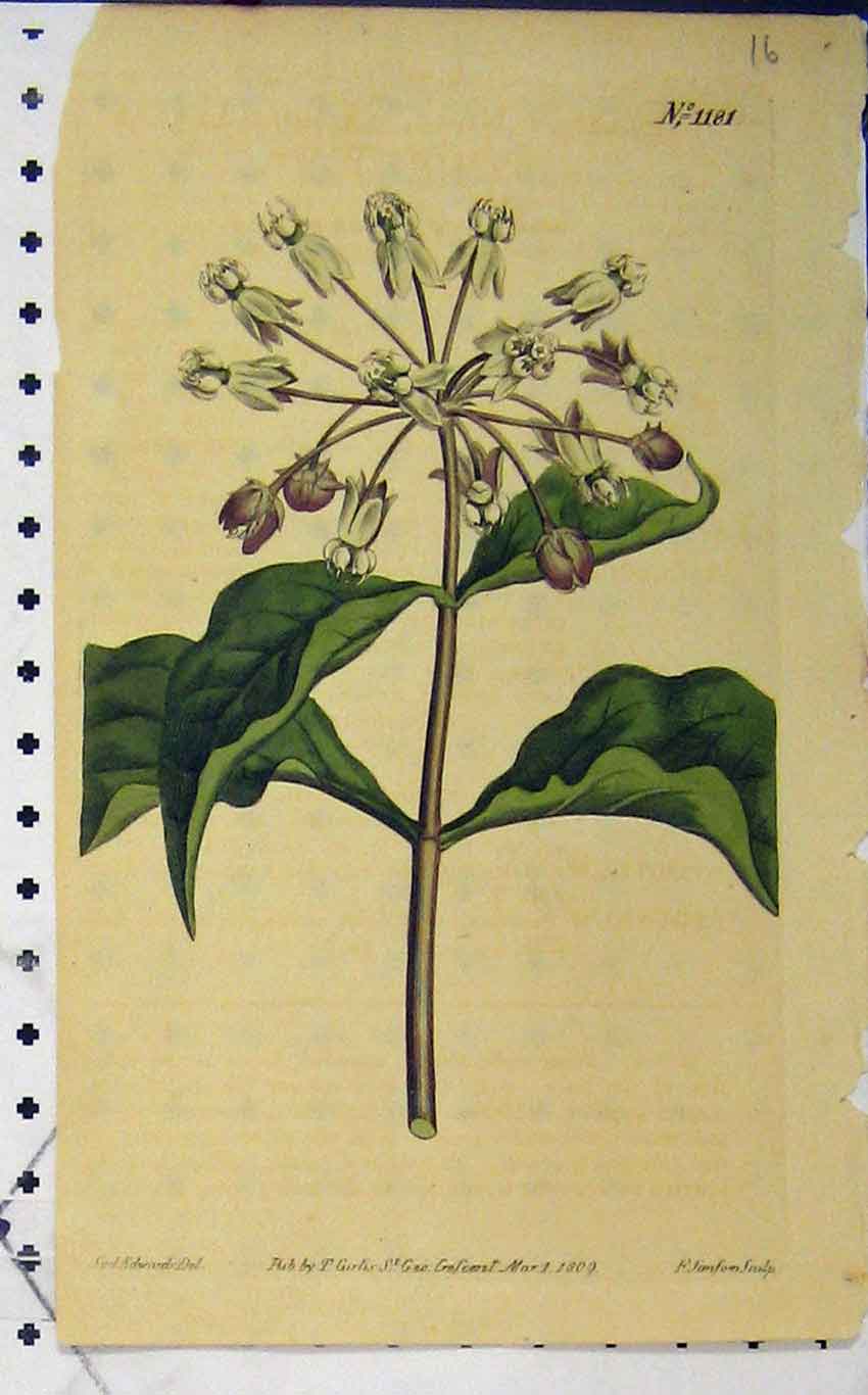 Old Antique Print 1809 Hand Coloured Flower Edwards Curtis Sansom N.1181 19th