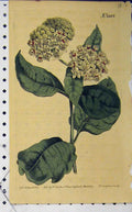Old Antique Print 1809 Hand Coloured Flower Edwards Curtis Sansom N.1182 19th
