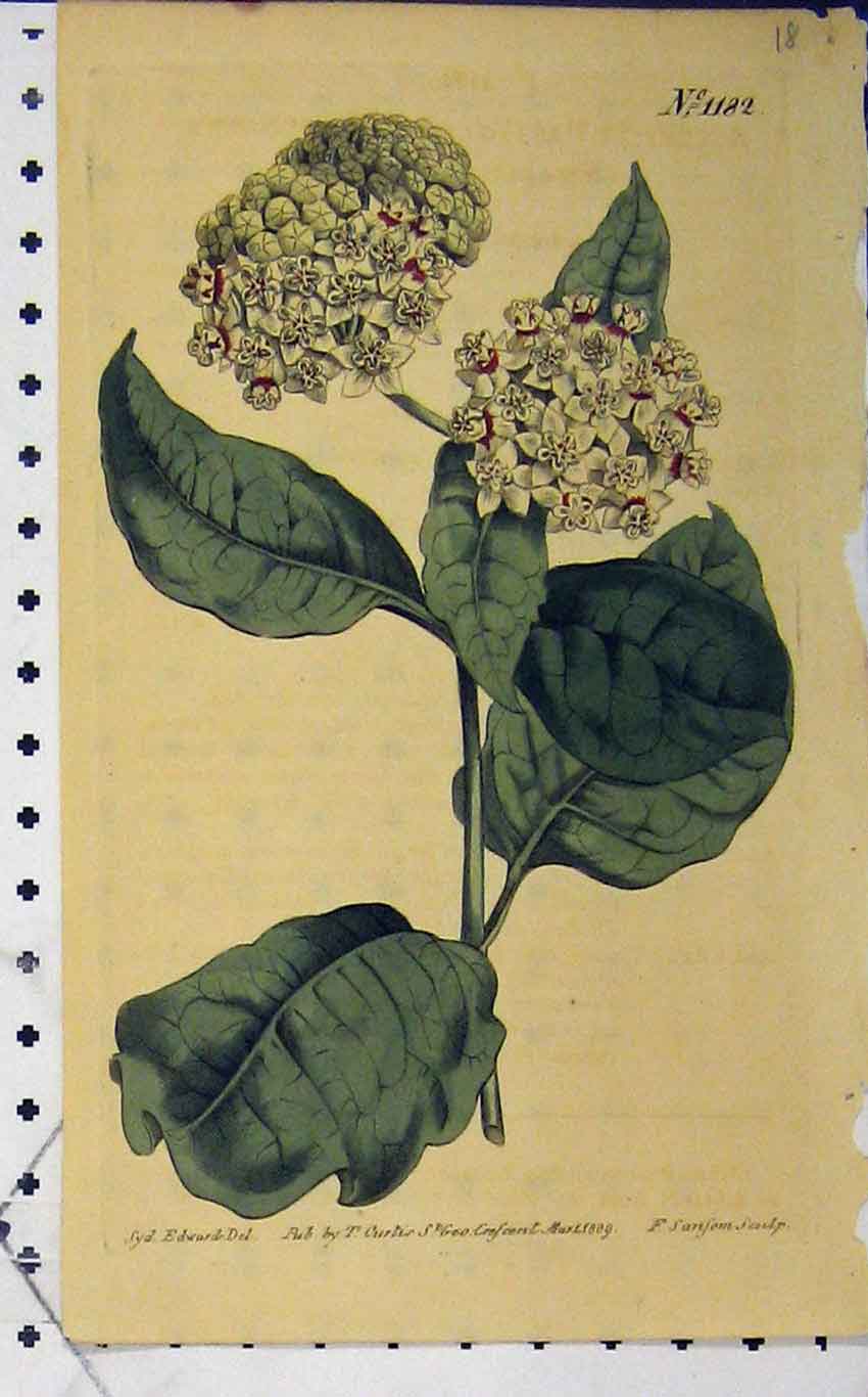Old Antique Print 1809 Hand Coloured Flower Edwards Curtis Sansom N.1182 19th