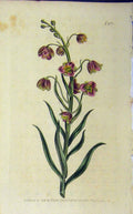 Old Antique Print 1806 Hand Coloured Flower Curtis Edwards Sansom N.962 19th