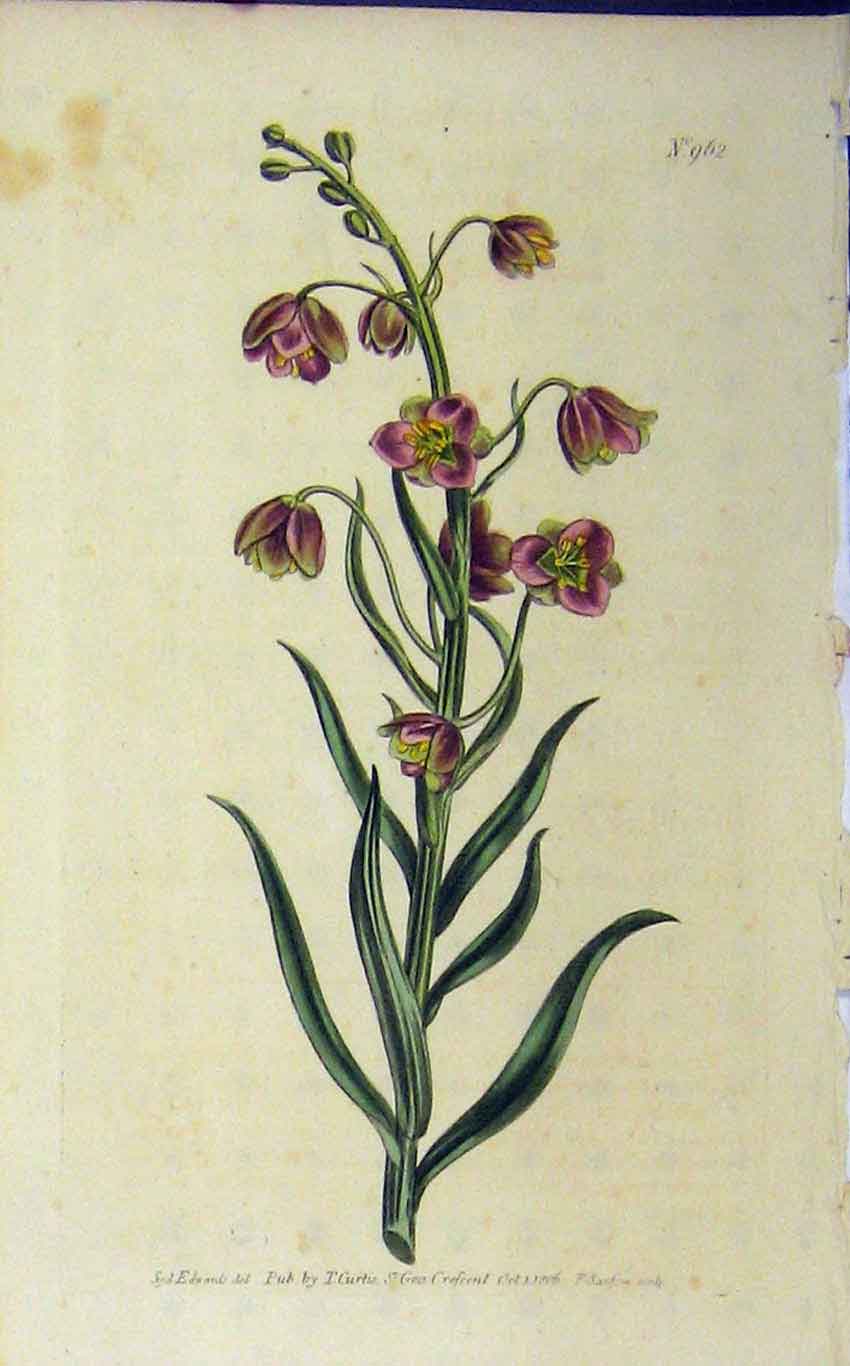 Old Antique Print 1806 Hand Coloured Flower Curtis Edwards Sansom N.962 19th