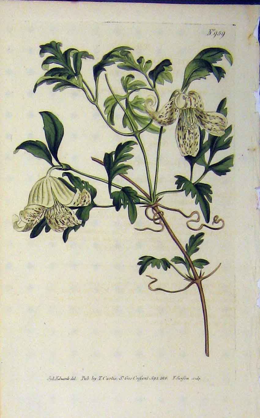 Old Antique Print Curtis Edwards Sansom 1806 Hand Coloured Flower N.959 19th
