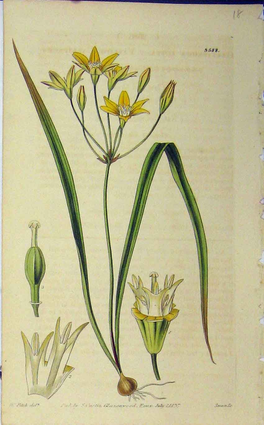 Old Antique Print 1837 Hand Coloured Flower Curtis Fitch Swan Plate 3588 19th