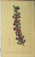 Old Antique Print 1800 Hand Coloured Flower Curtis Edwards Sansom N.481 19th