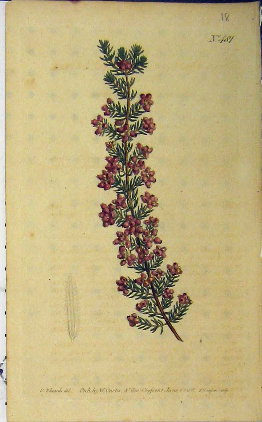 Old Antique Print 1800 Hand Coloured Flower Curtis Edwards Sansom N.481 19th