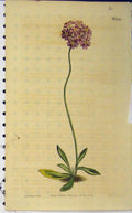Old Antique Print Hand Coloured Flower 1809 Edwards Curtis Sansom N.1219 19th