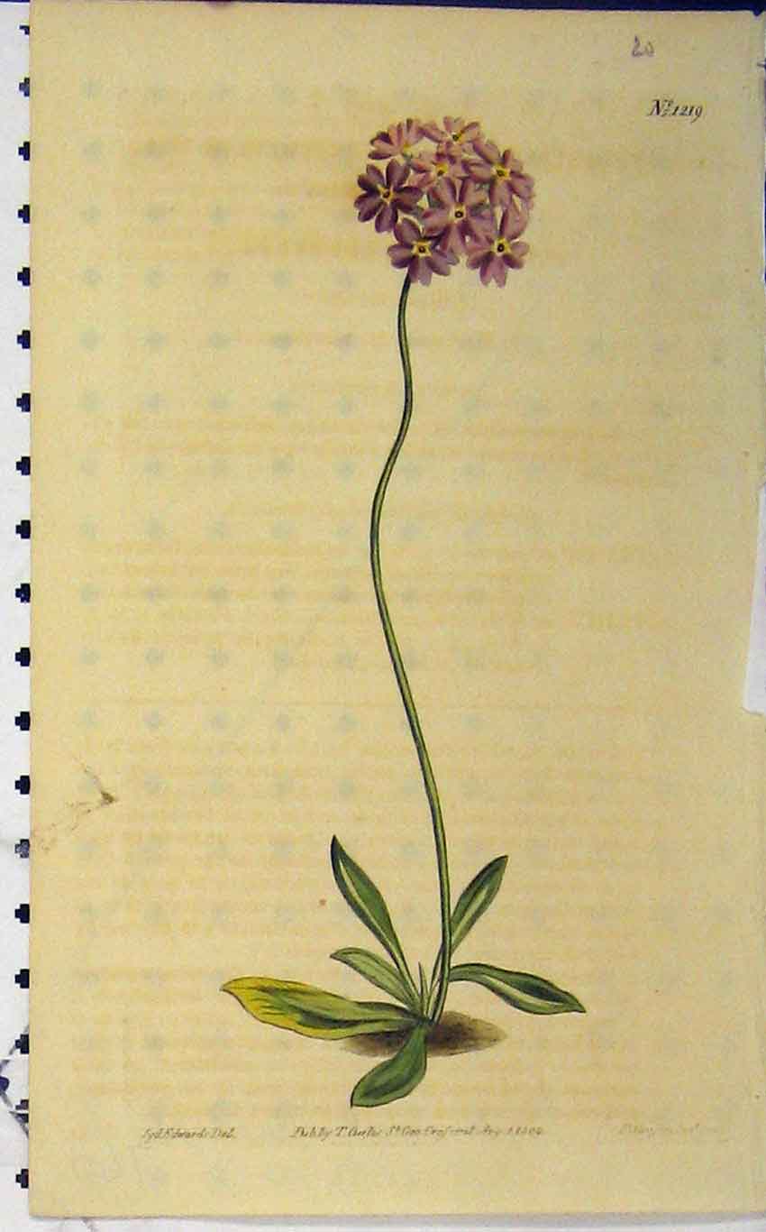 Old Antique Print Hand Coloured Flower 1809 Edwards Curtis Sansom N.1219 19th