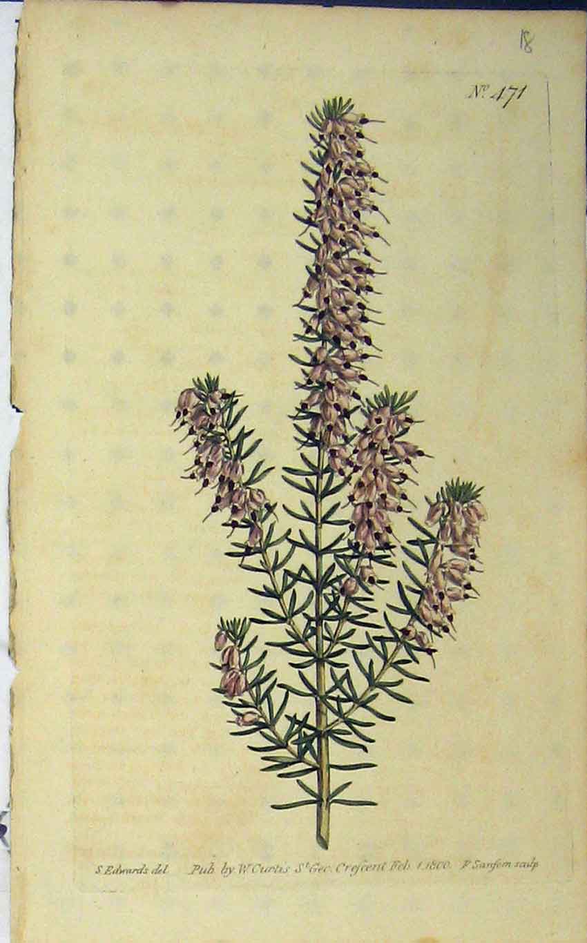 Old Antique Print 1800 Hand Coloured Flower Curtis Edwards Sansom N.471 19th