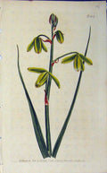 Old Antique Print 1805 Hand Coloured Flower Curtis Edwards Sansom N.804 19th