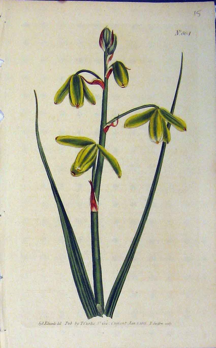 Old Antique Print 1805 Hand Coloured Flower Curtis Edwards Sansom N.804 19th