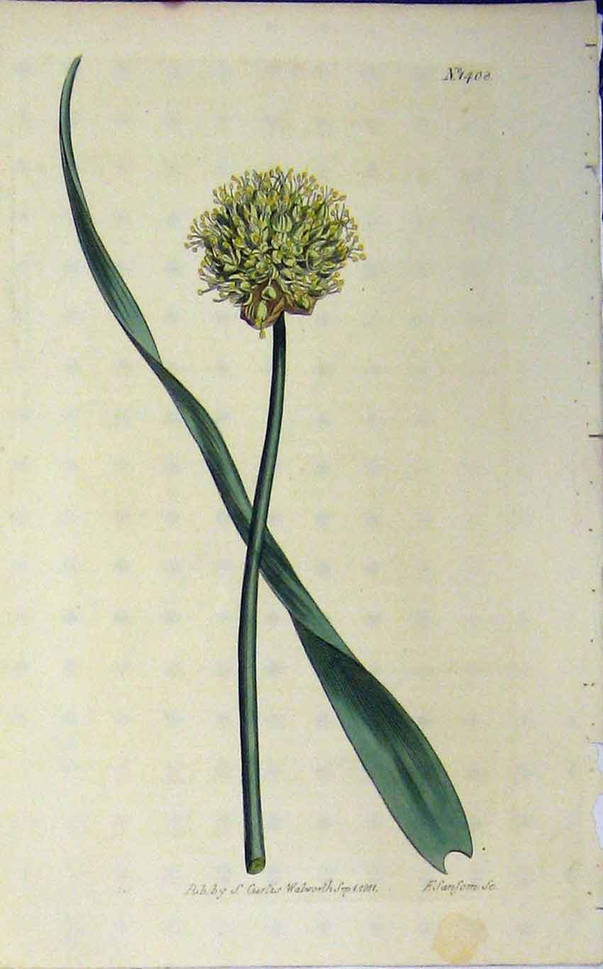 Original Old Antique Print Hand Coloured Flower Curtis 1811 Sansom Plate 1408