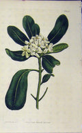 Original Old Antique Print 1811 Hand Coloured Flower Curtis Edwards Plate 1396