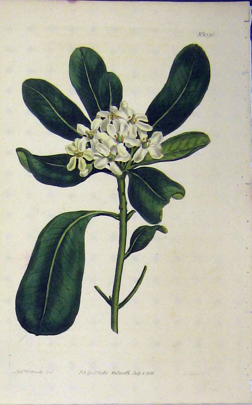 Original Old Antique Print 1811 Hand Coloured Flower Curtis Edwards Plate 1396