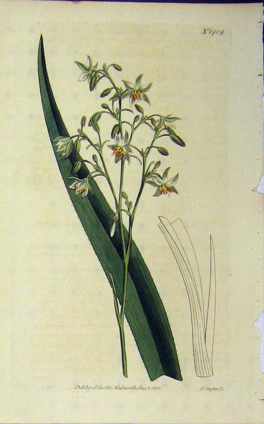Original Old Antique Print 1811 Hand Coloured Flower Curtis Sansom Plate 1404