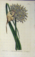 Old Antique Print 1811 Hand Coloured Flower Edwards Curtis Sansom N.1385 19th