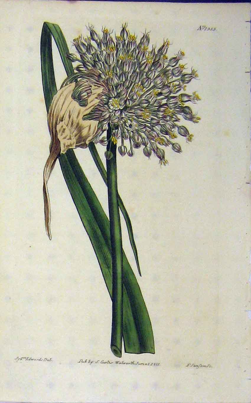Old Antique Print 1811 Hand Coloured Flower Edwards Curtis Sansom N.1385 19th