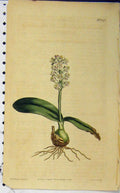 Old Antique Print 1811 Hand Coloured Flower Curtis Edwards Sansom N.1372 19th